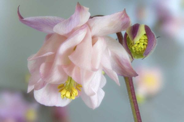 Close-up of columbine flowers
